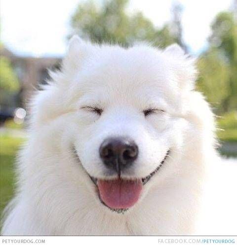 Samoyed smile.jpg