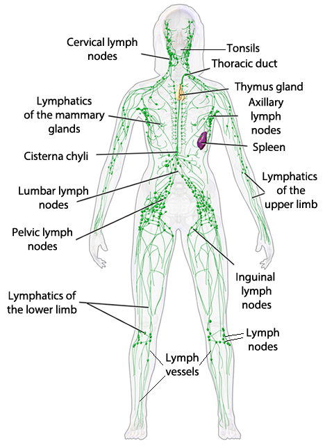 lymph system.png
